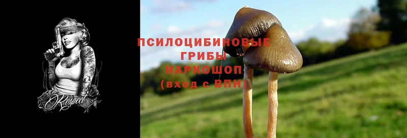 Псилоцибиновые грибы Cubensis  MEGA как войти  Енисейск  где можно купить  